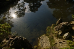 Japanischer Gartenteich / Japanese pond